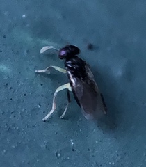 Aphelinidae