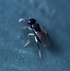 Aphelinidae
