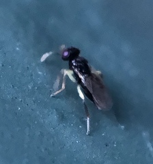 Aphelinidae