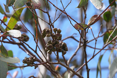 Eucalyptus pauciflora