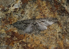Eupithecia oxycedrata