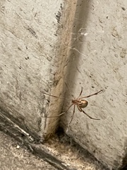 Latrodectus geometricus