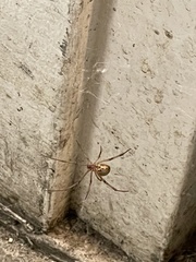 Latrodectus geometricus