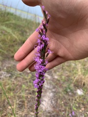 Liatris tenuifolia