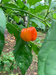 Capsicum chinense