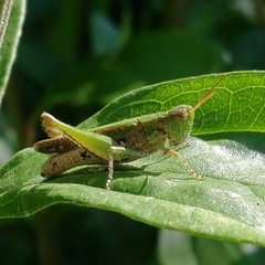 Orphulella punctata