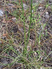 Liatris tenuifolia