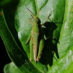 Orphulella punctata