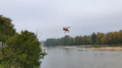 Larinioides sclopetarius