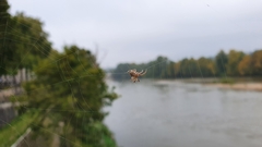 Larinioides sclopetarius