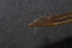 Pseudobranchus striatus image