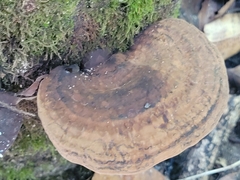 Fungi