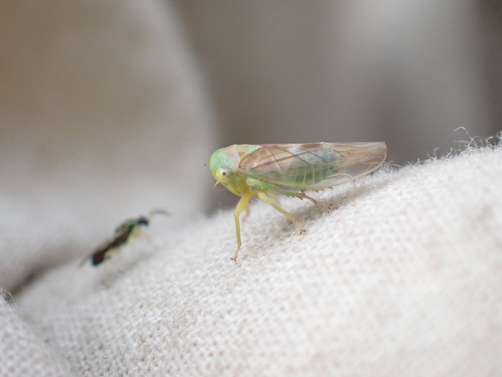 Populicerus obsoletus