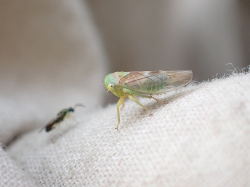 Populicerus obsoletus