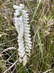 Spiranthes bightensis
