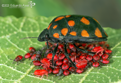 Pachycoris klugii