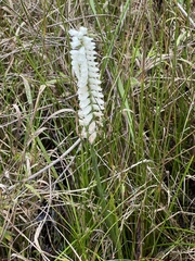 Spiranthes bightensis