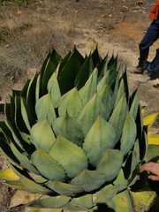 Agave guadalajarana