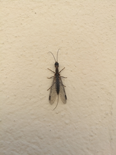 Fibla maclachlani