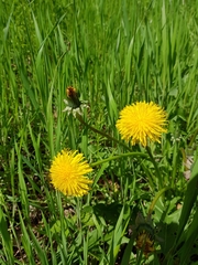 Taraxacum officinale