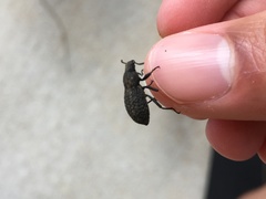 Polypleurus perforatus