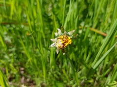 Taraxacum officinale