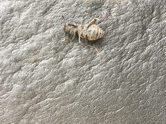 Polypleurus perforatus