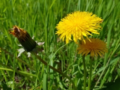 Taraxacum officinale