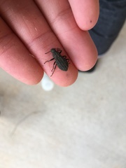 Polypleurus perforatus