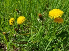 Taraxacum officinale