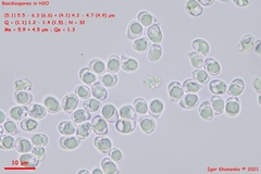 Tricholoma columbetta