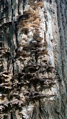 Fungi