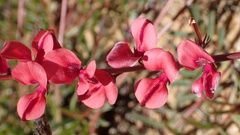 Indigofera humifusa