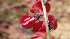 Indigofera humifusa