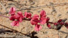 Indigofera humifusa