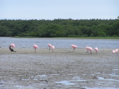 Platalea ajaja