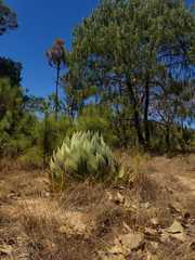 Agave guadalajarana
