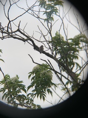 Progne tapera tapera