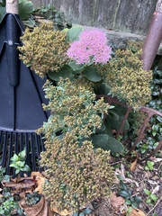 Hylotelephium spectabile