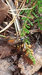 Protichneumon