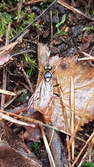 Protichneumon