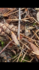 Protichneumon