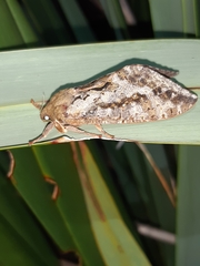 Dumbletonius characterifer