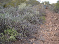 Crassula anso-lerouxiae