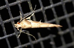 Anatrachyntis rileyi