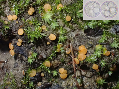 Pulvinula convexella
