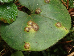 Puccinia asarina