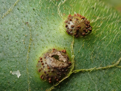 Puccinia asarina