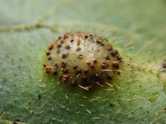 Puccinia asarina