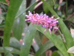 Aechmea organensis